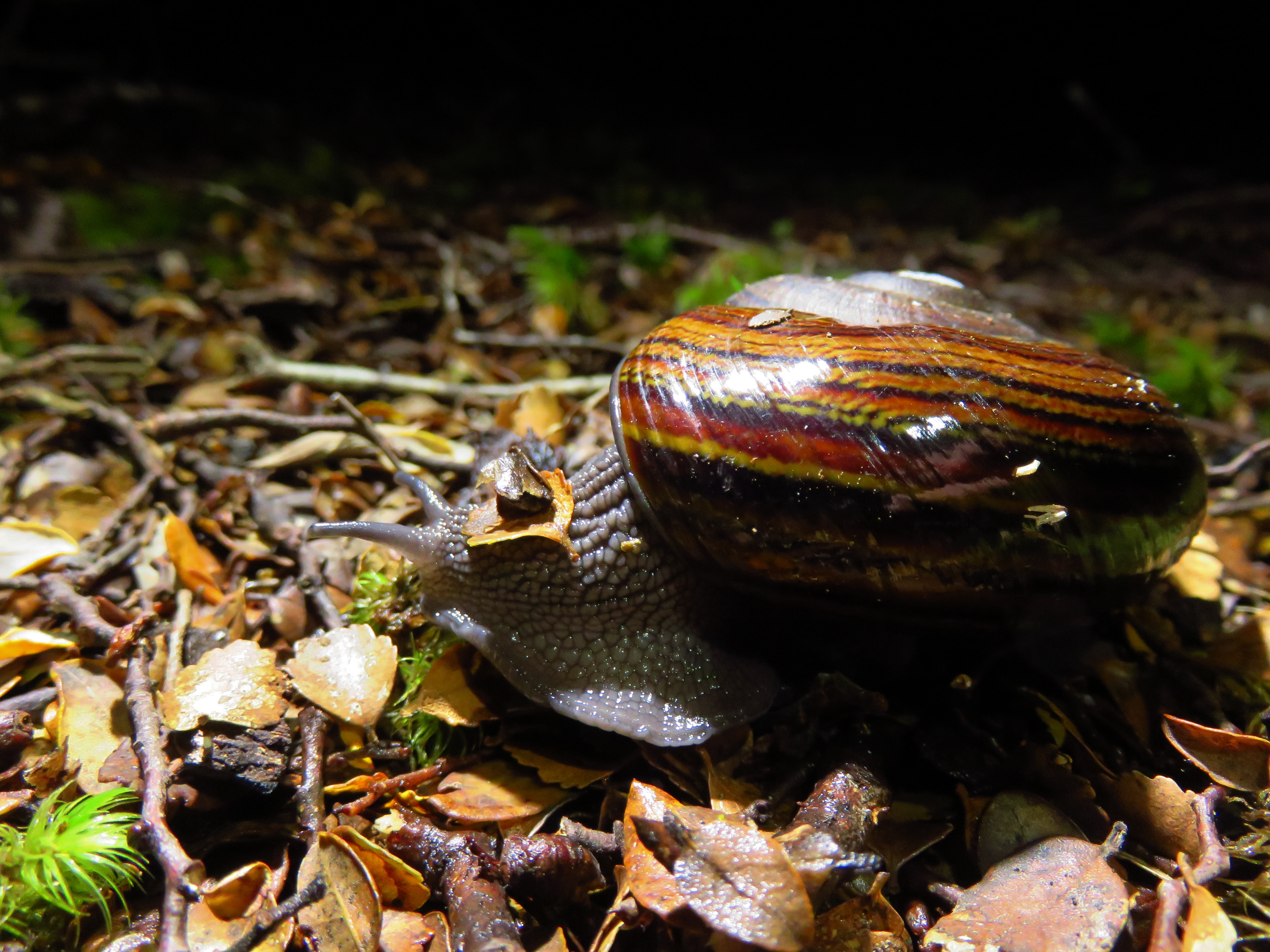 Представитель Семейства Rhytididae